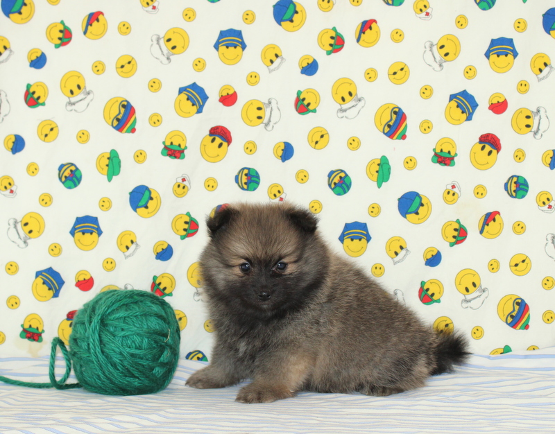puppy, for, sale, Pomeranian, Matthew B. Stoltzfus, dog, breeder, Gap, PA, dog-breeder, puppy-for-sale, forsale, nearby, find, puppyfind, locator, puppylocator, aca